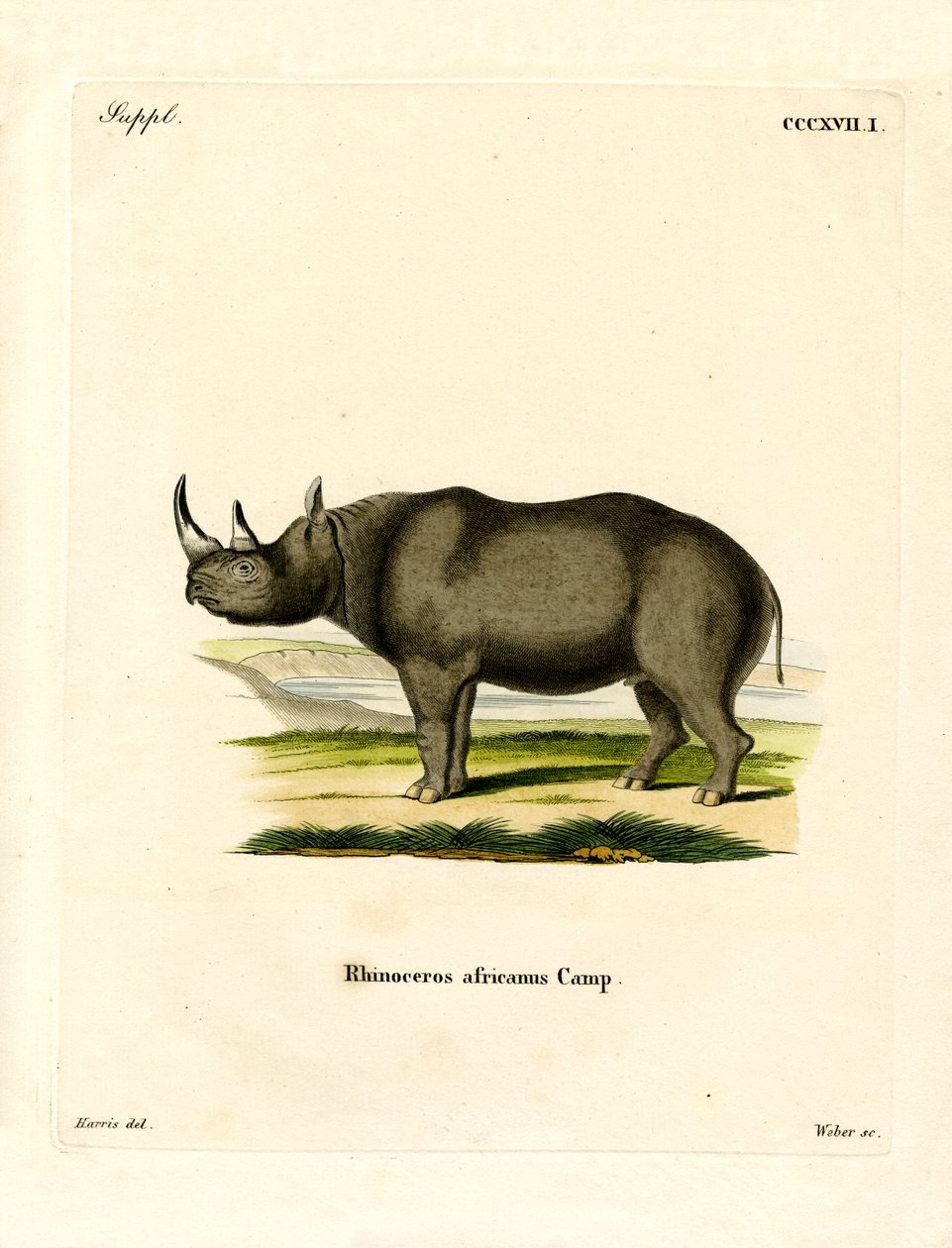 Rhinocéros noir - German School
