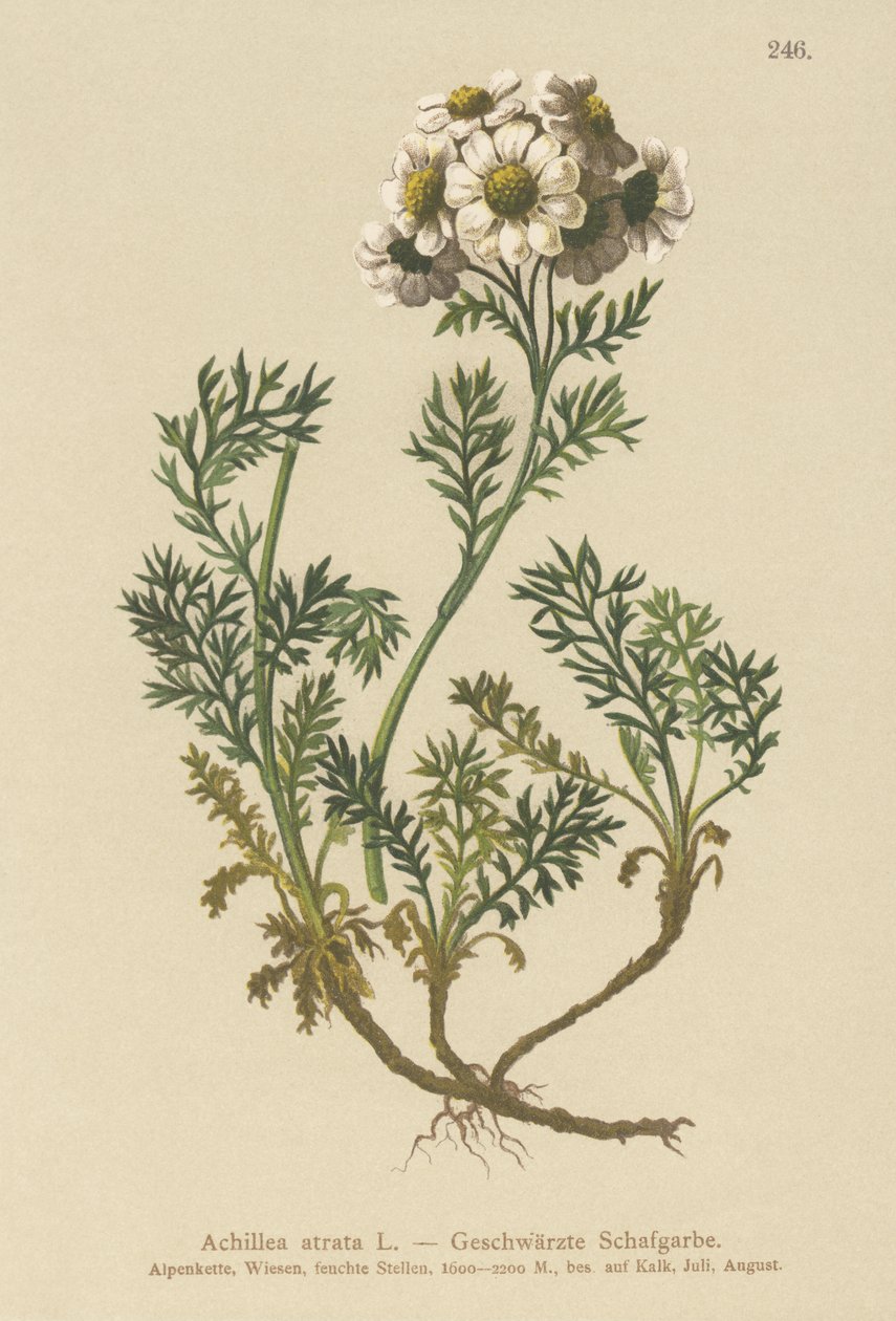 Achillée noire (Achillea atrata) - German School