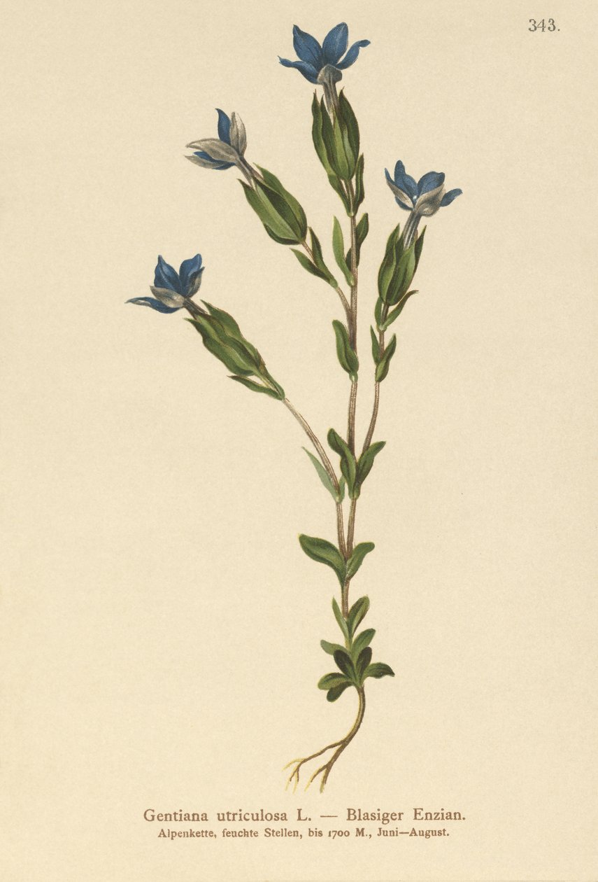Gentiane utriculeuse (Gentiana utriculosa) - German School