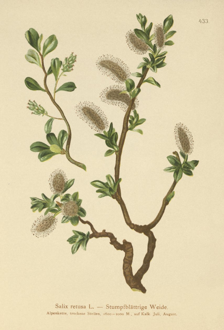 Saule à feuilles obtuses (Salix retusa) - German School