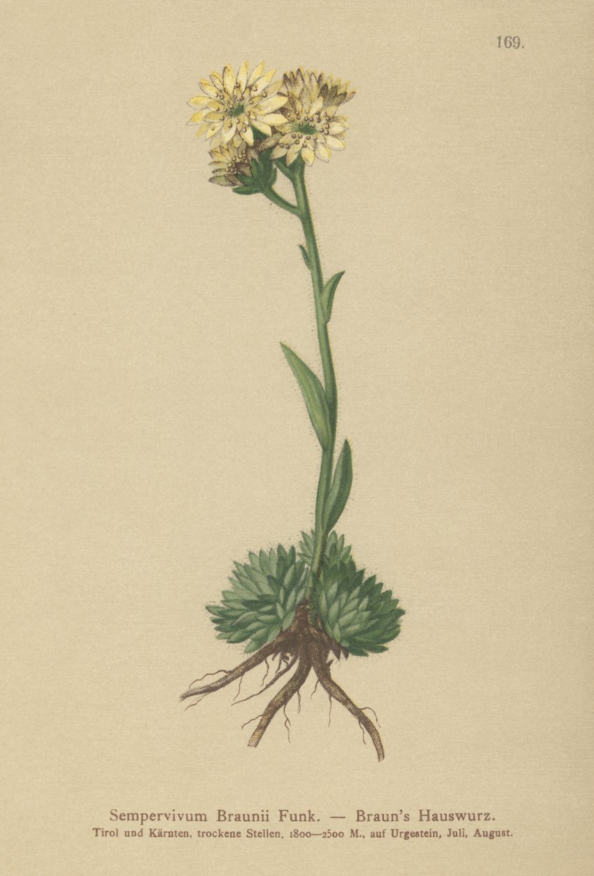 Joubarbe de Braun (Sempervivum Braunii) - German School