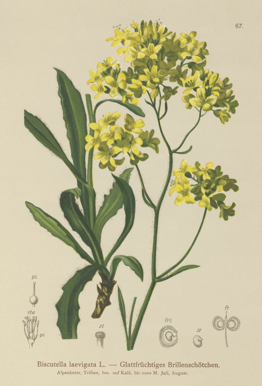 Moutarde bouclier (Biscutella laevigata) - German School