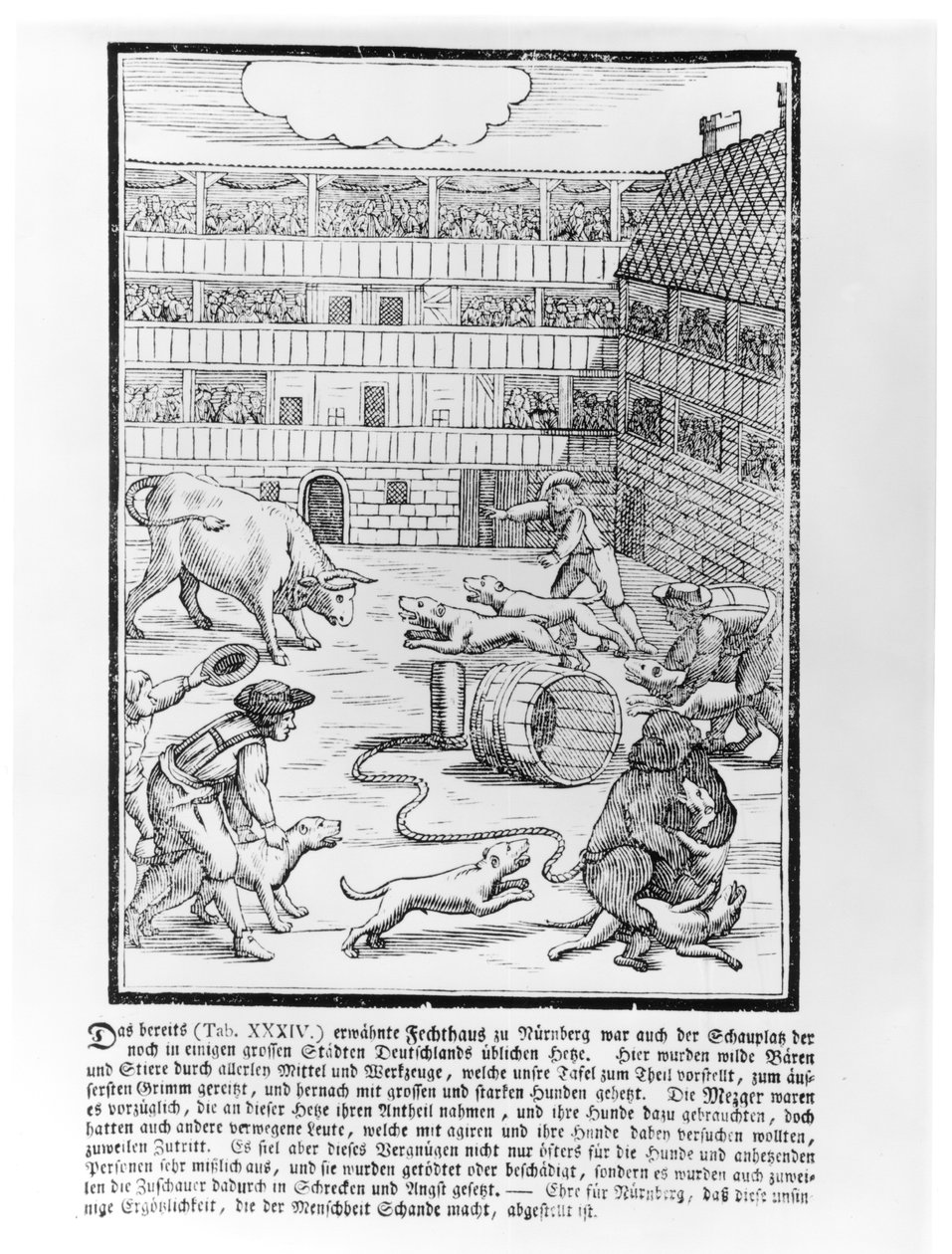 Combat de taureau et d