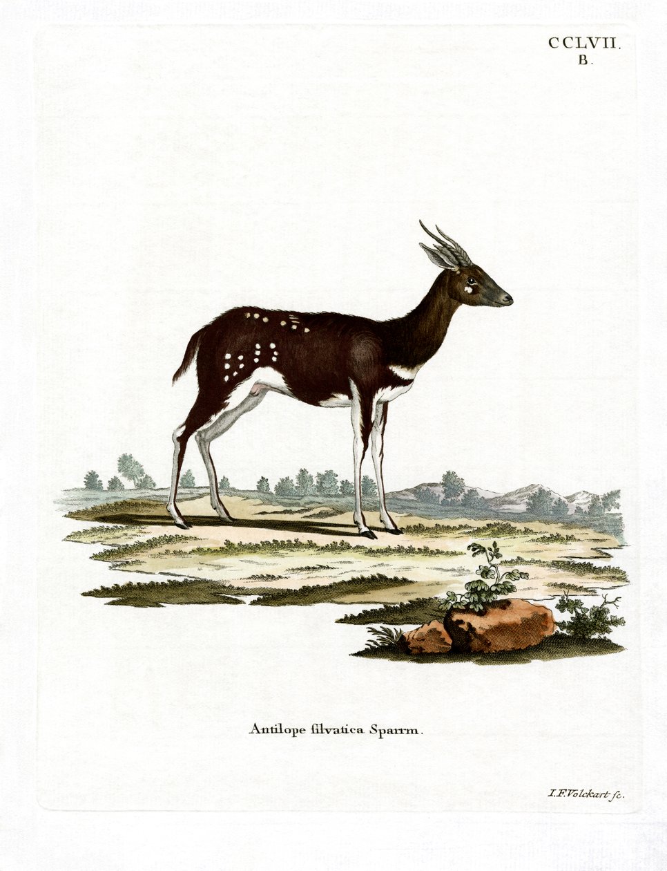 Tragelaphus scriptus - German School