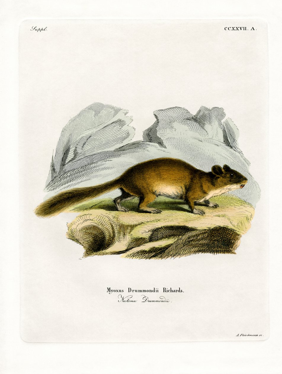 Rat des bois à queue touffue - German School