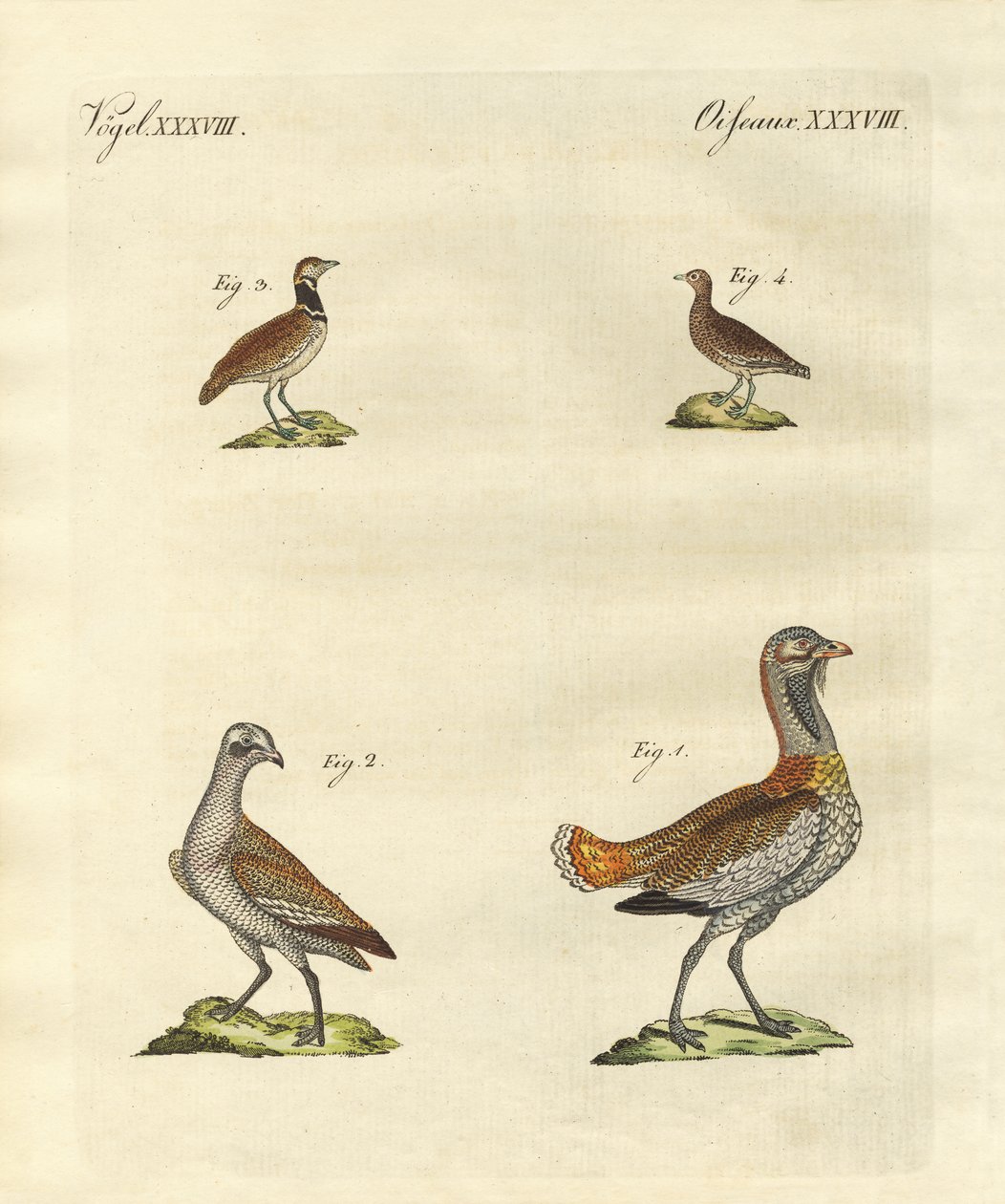 Outardes - German School
