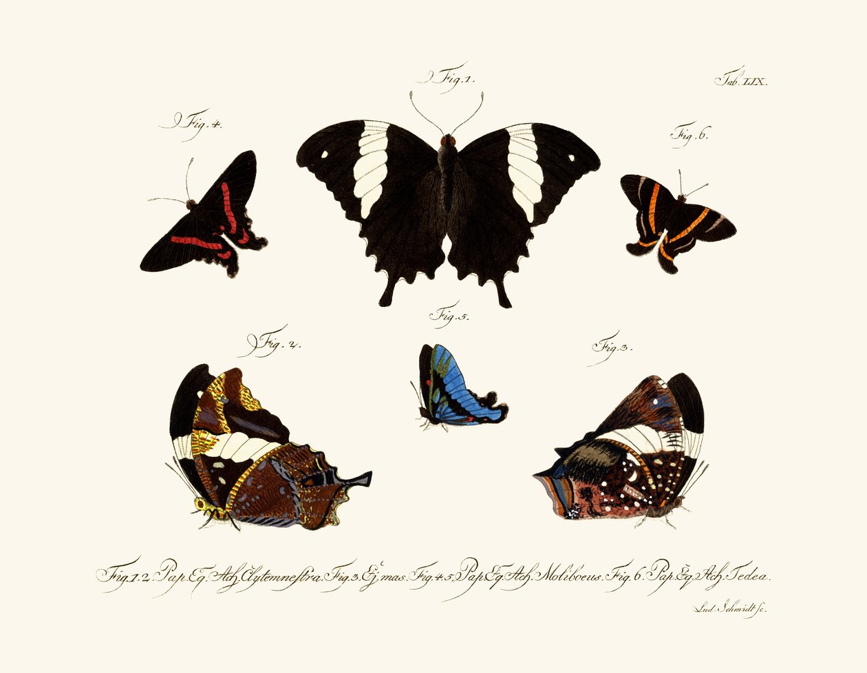 Papillons - German School