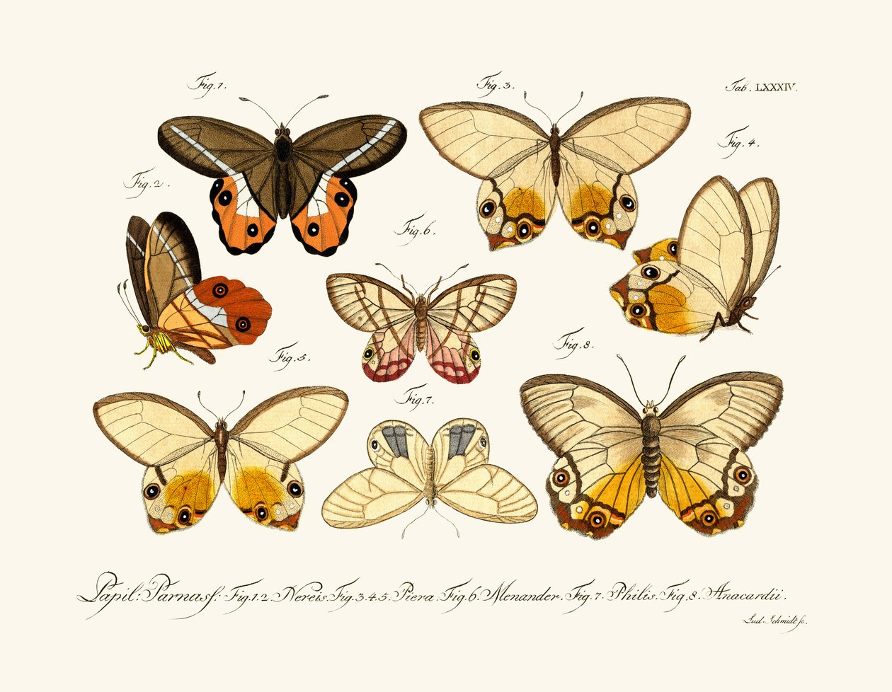 Papillons - German School