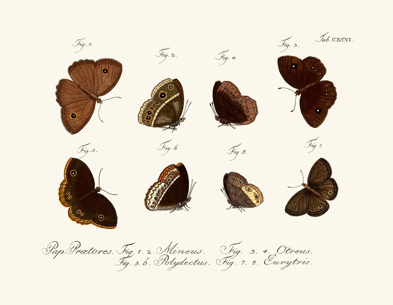 Papillons - German School