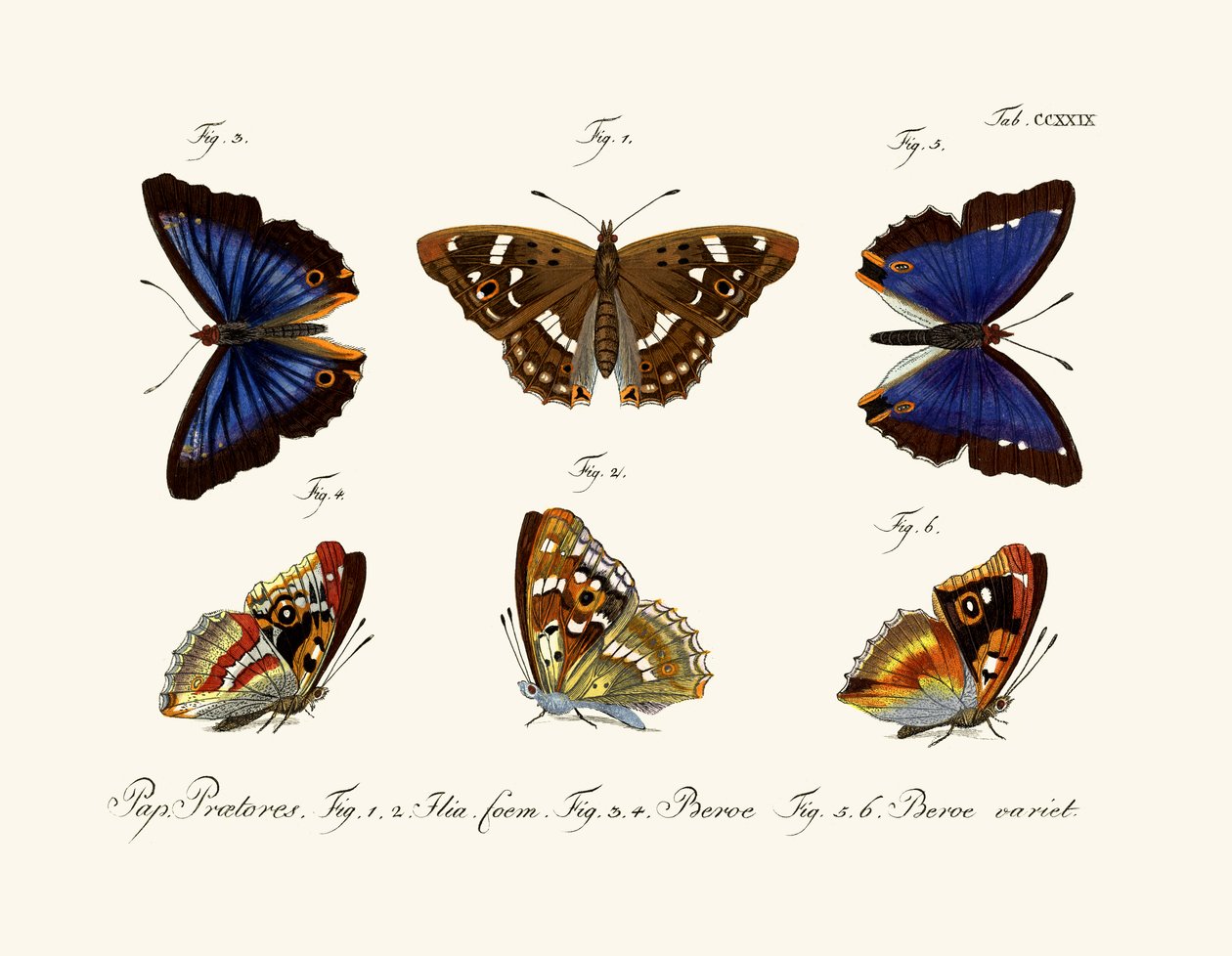 Papillons - German School