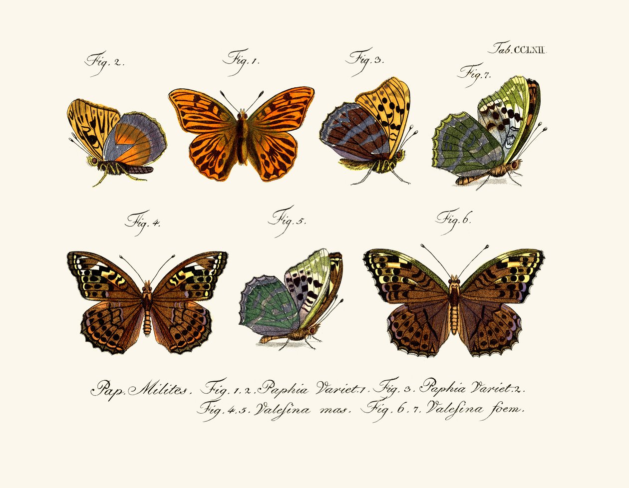 Papillons - German School