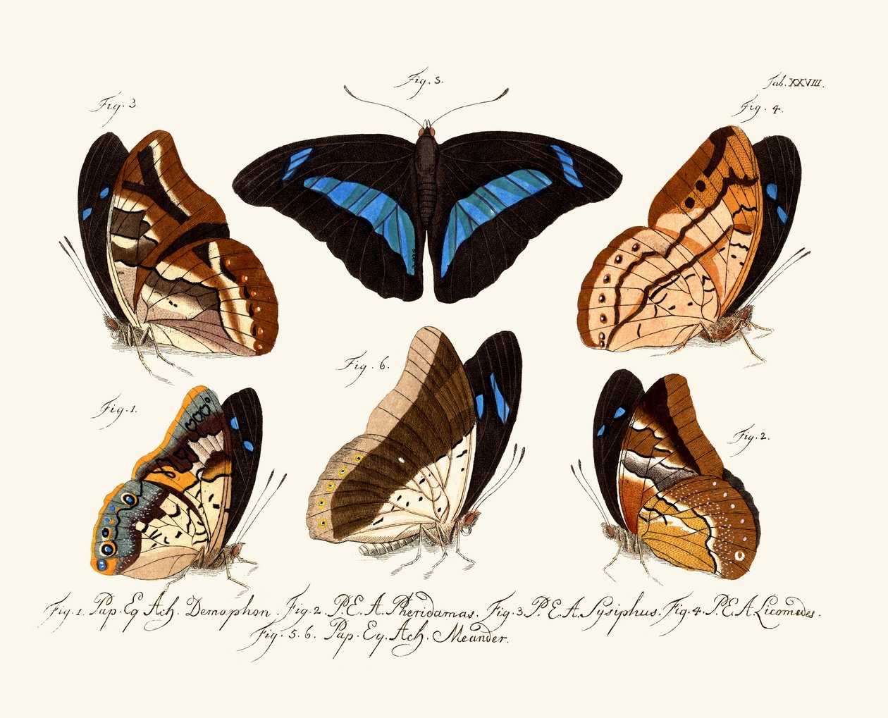 Papillons - German School