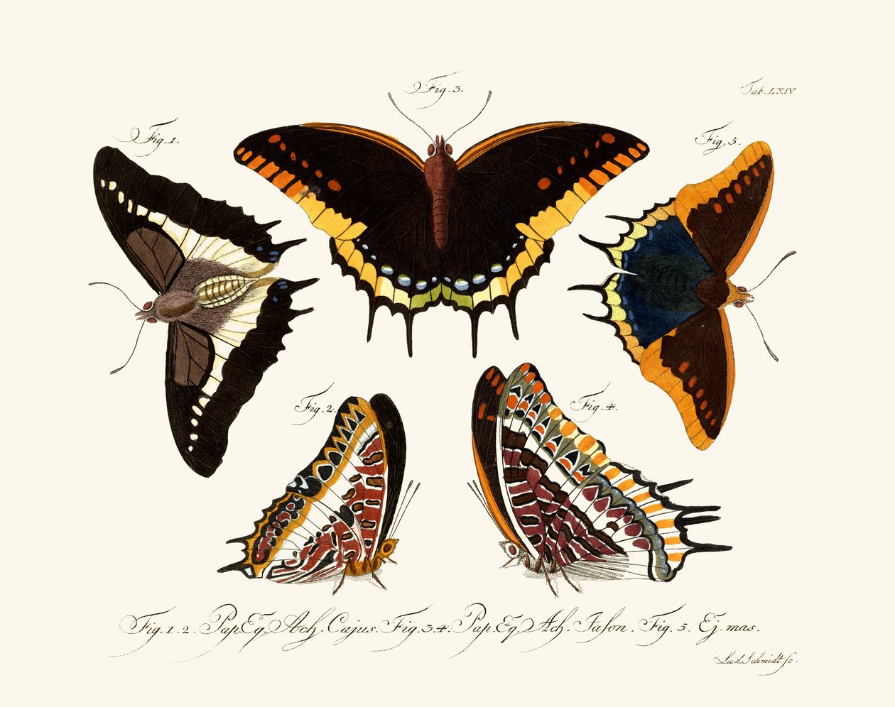 Papillons - German School