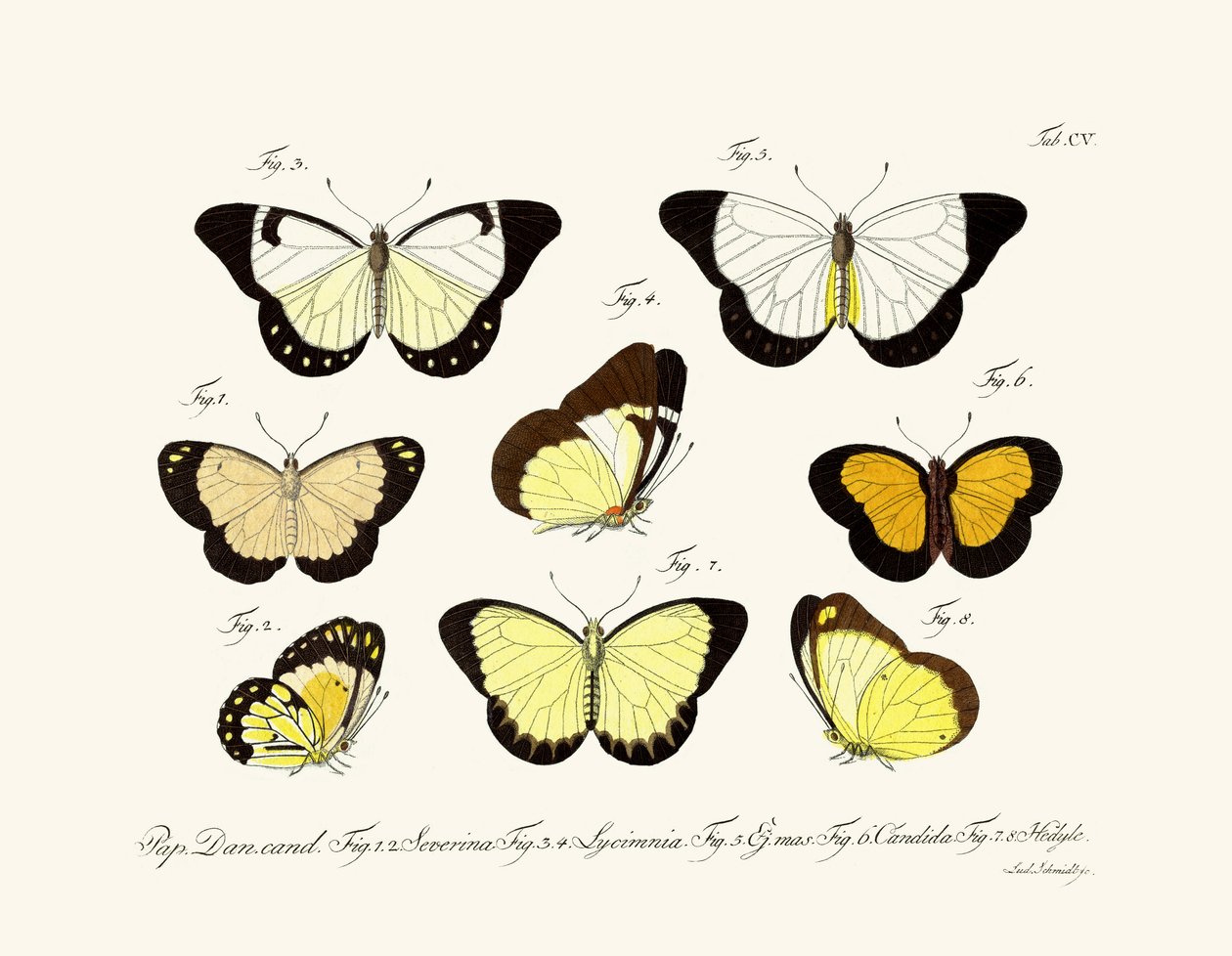Papillons - German School