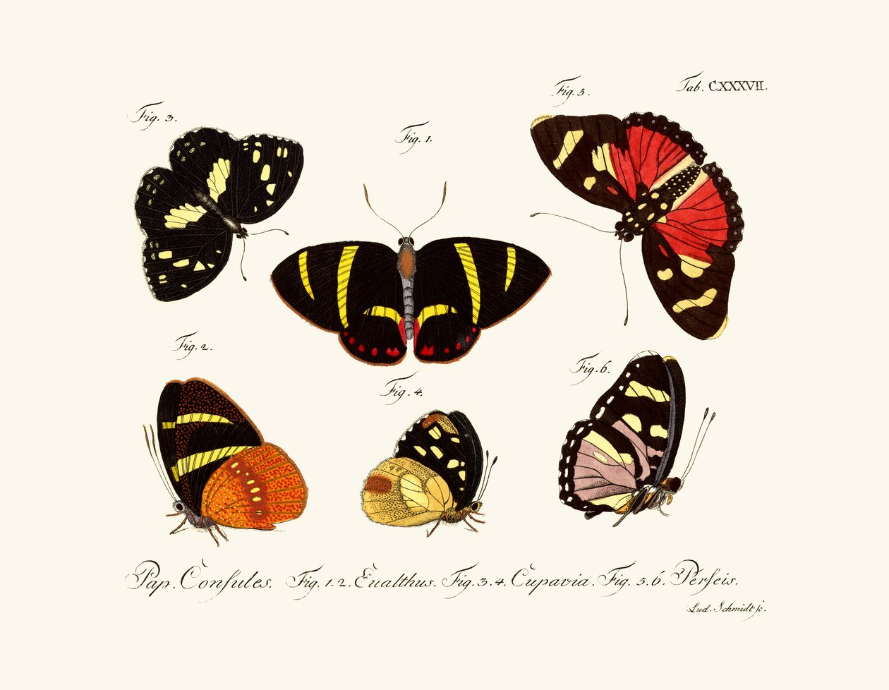 Papillons - German School