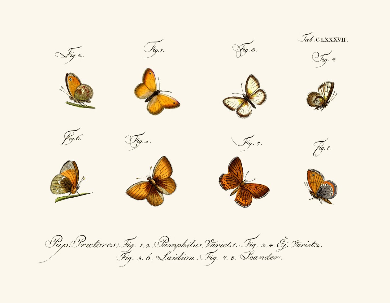 Papillons - German School