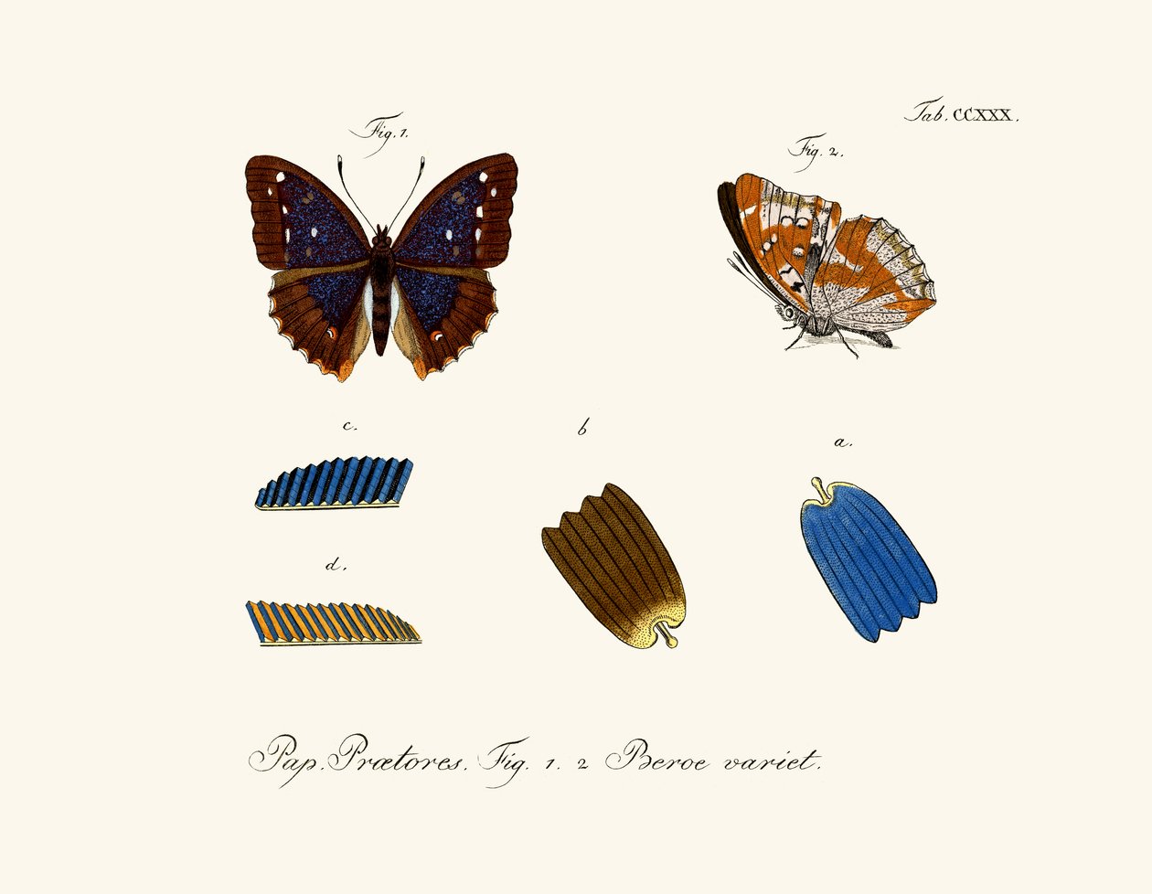 Papillons - German School
