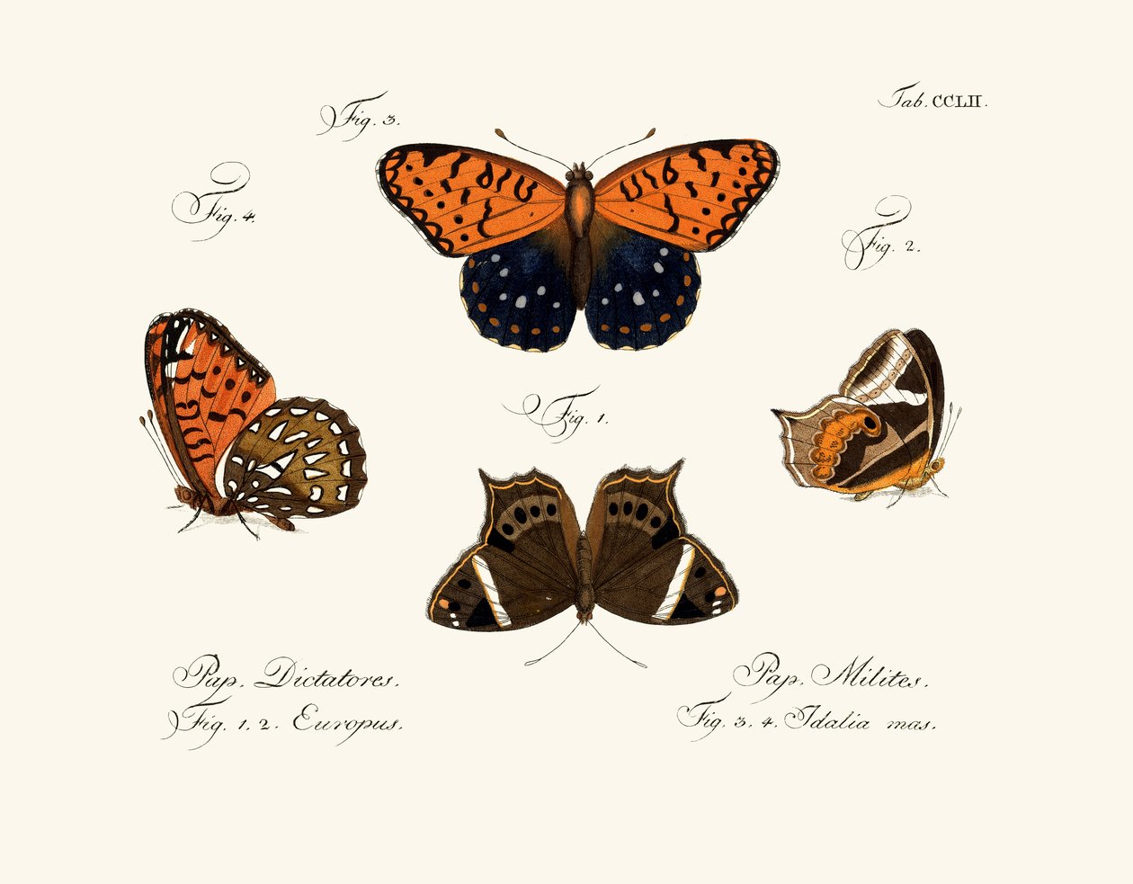 Papillons - German School