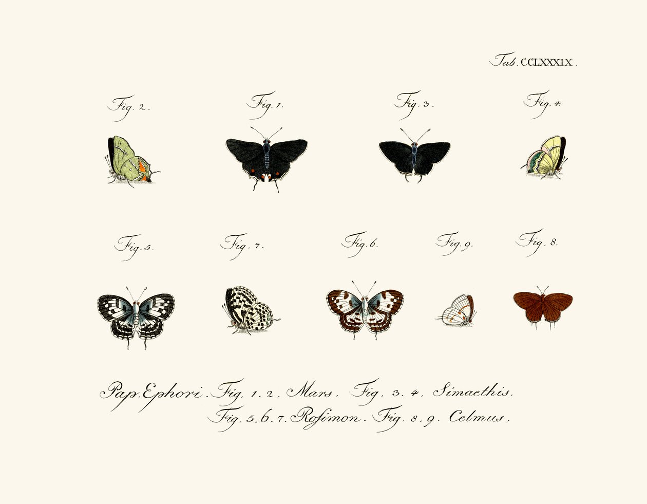 Papillons - German School