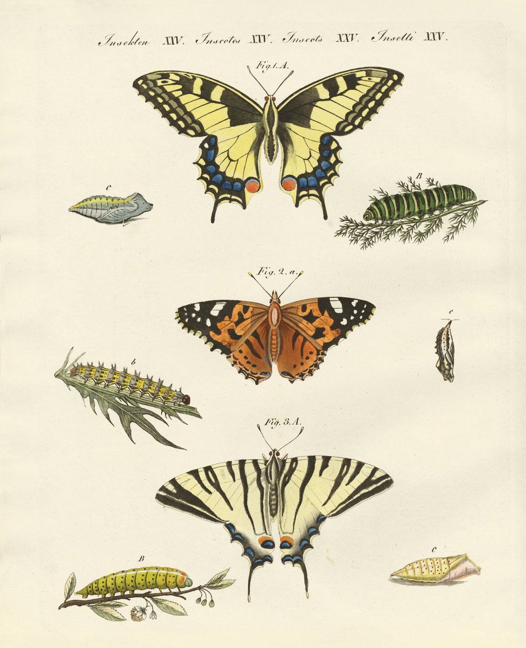 Papillons - German School