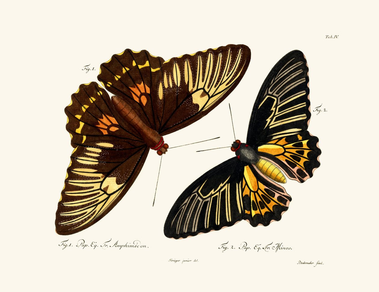 Papillons - German School