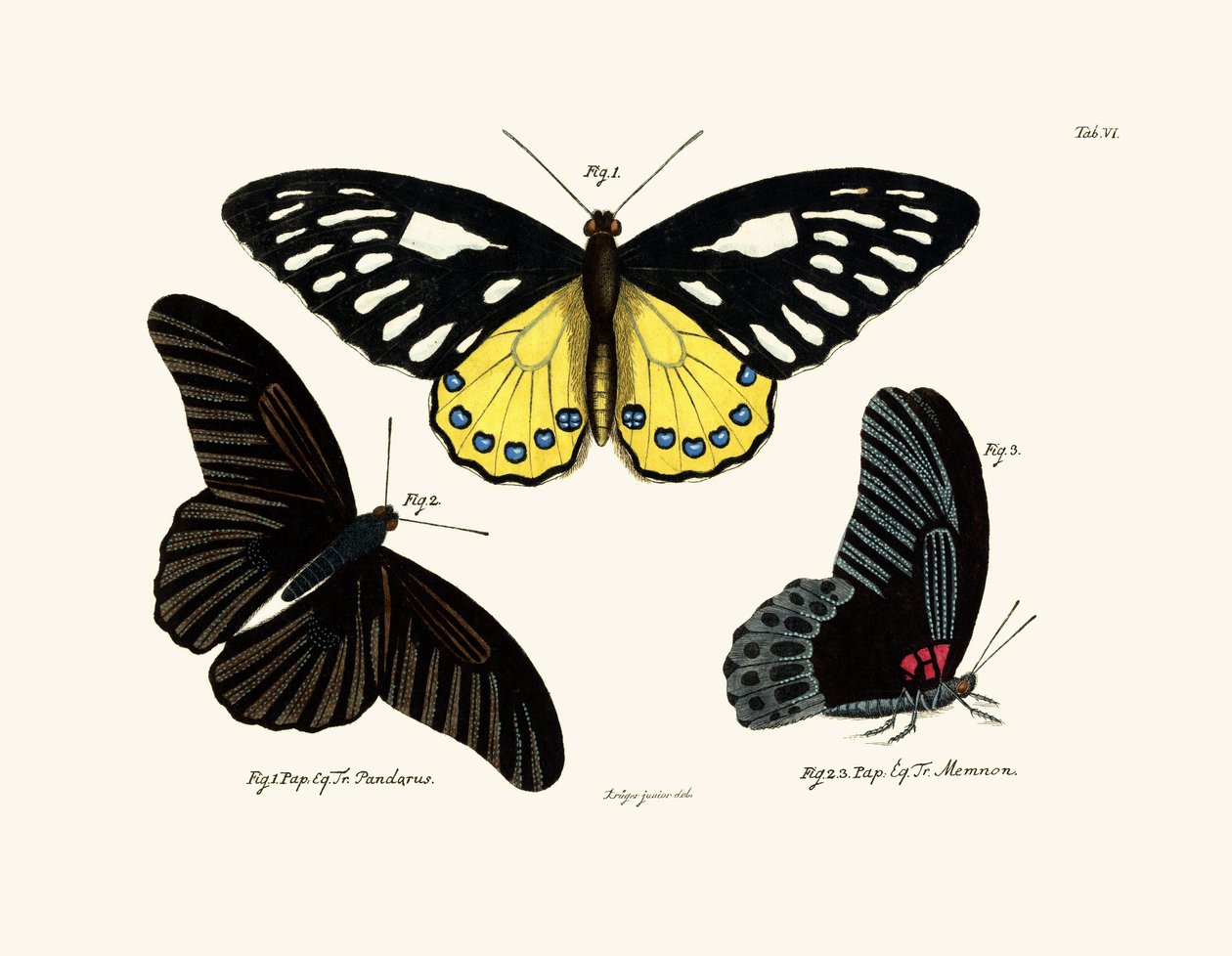 Papillons - German School