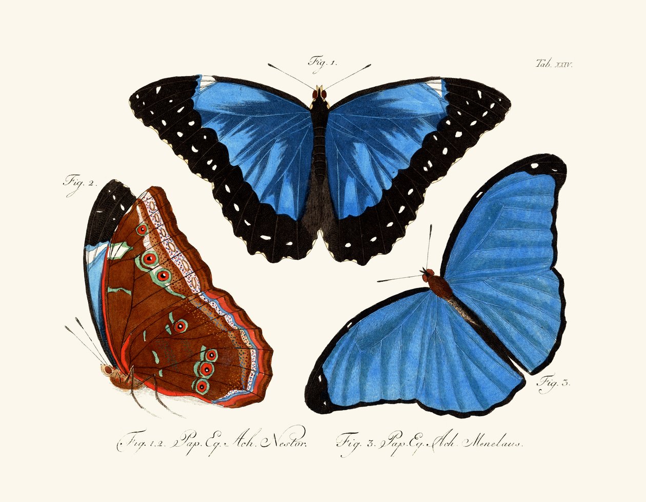 Papillons - German School