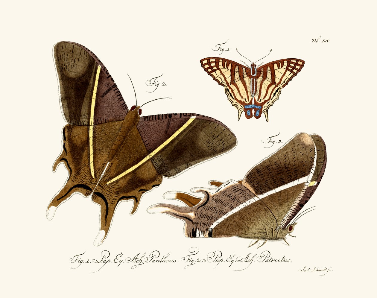 Papillons - German School