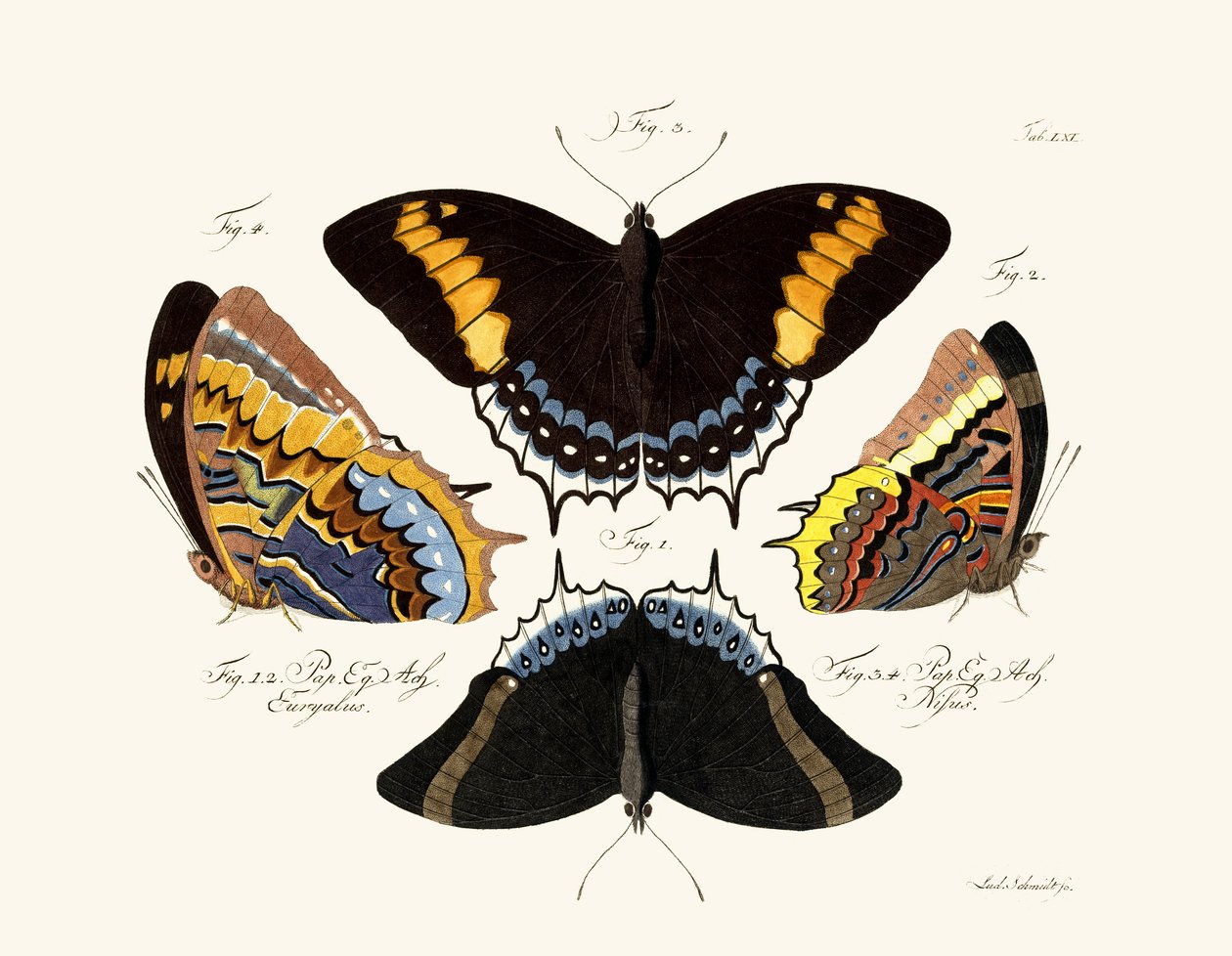 Papillons - German School