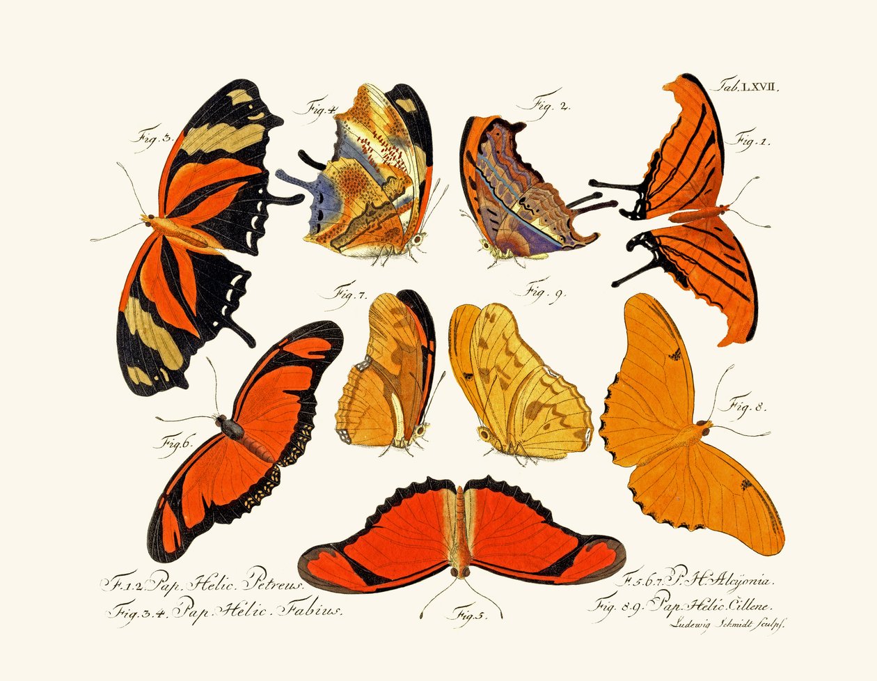 Papillons - German School