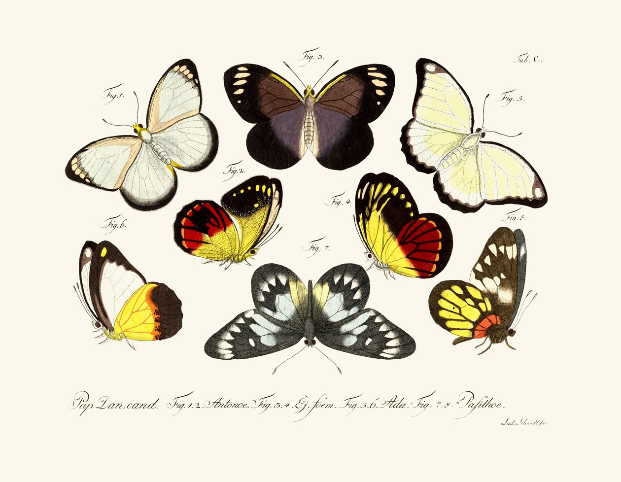 Papillons - German School