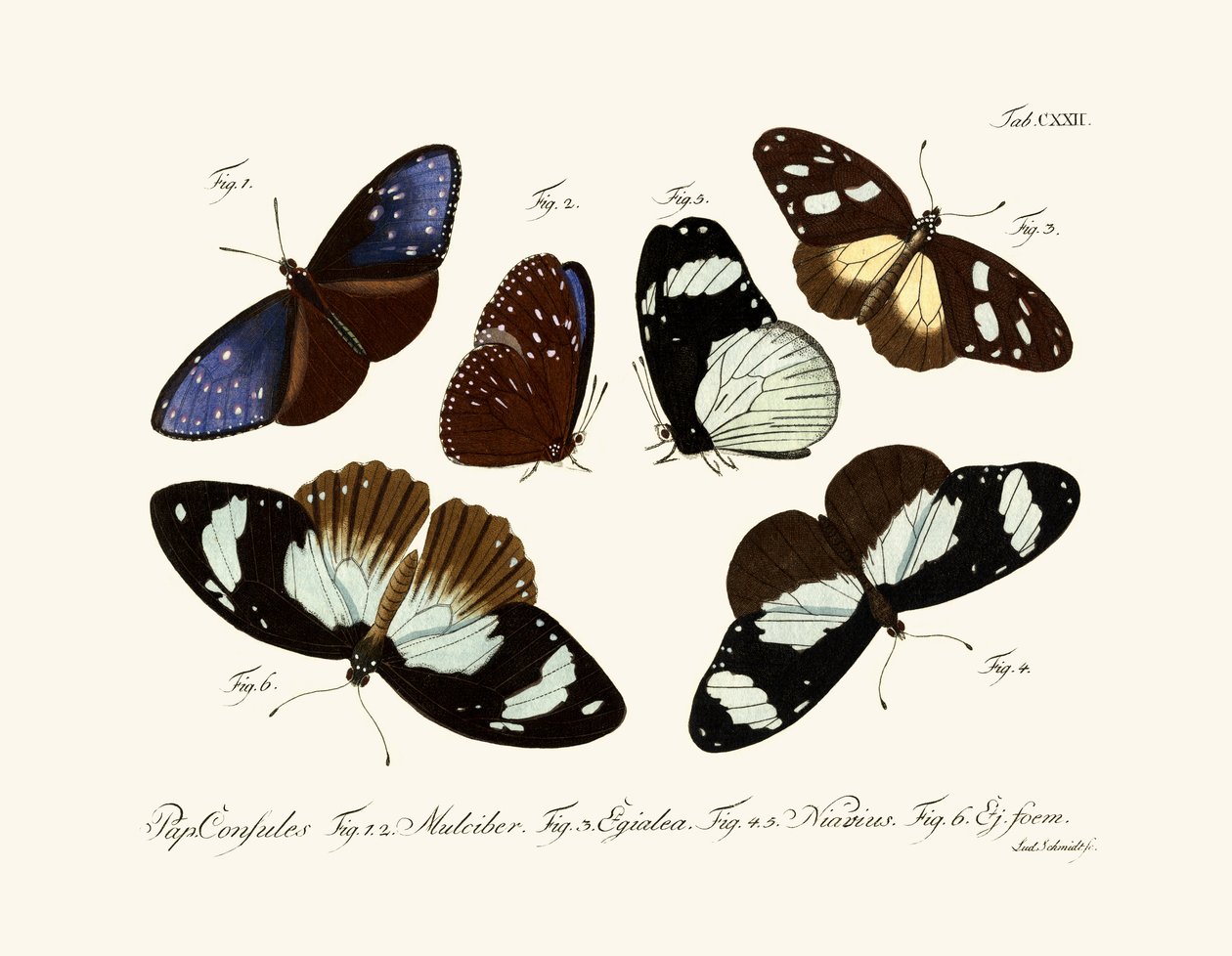 Papillons - German School