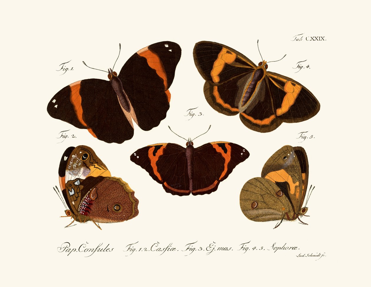 Papillons - German School