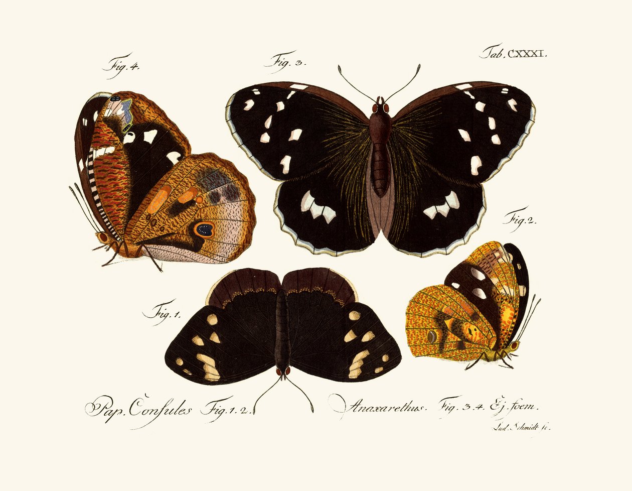 Papillons - German School