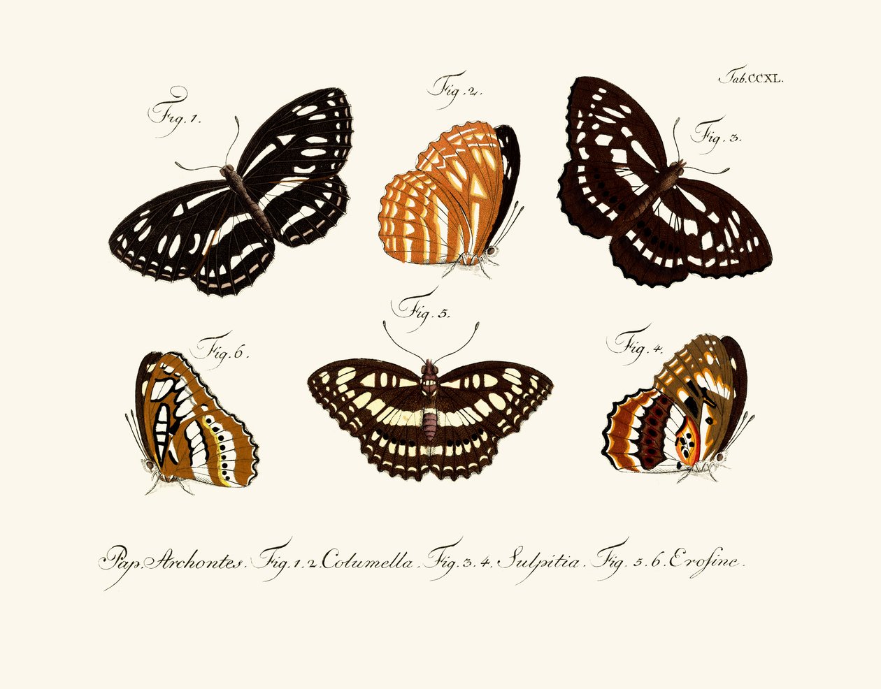 Papillons - German School