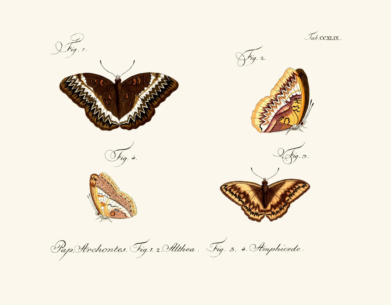 Papillons - German School