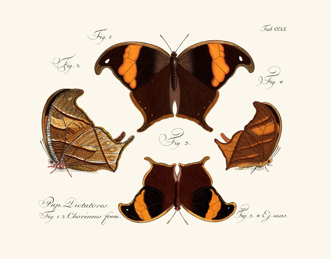 Papillons - German School