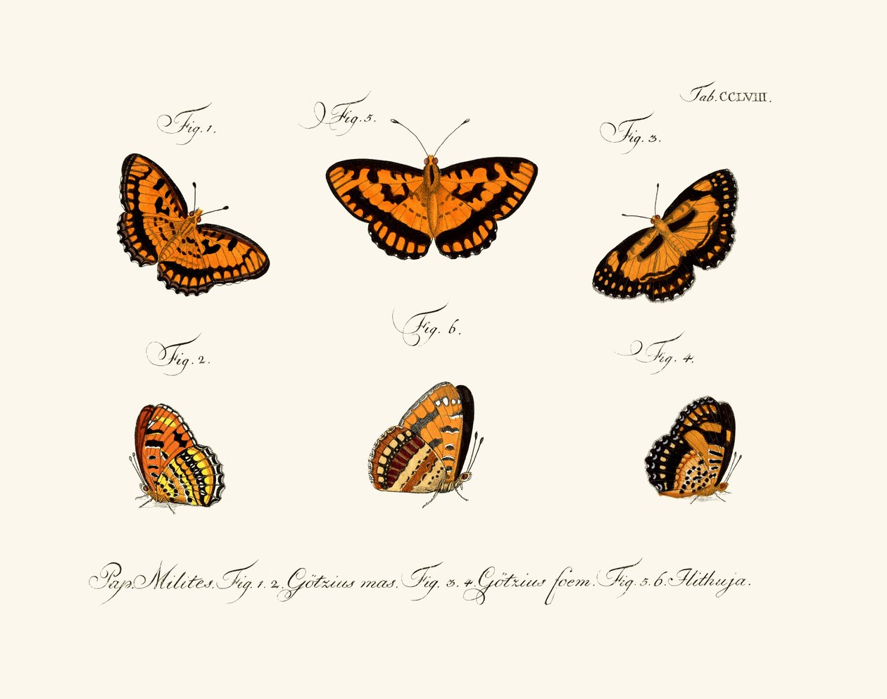 Papillons - German School