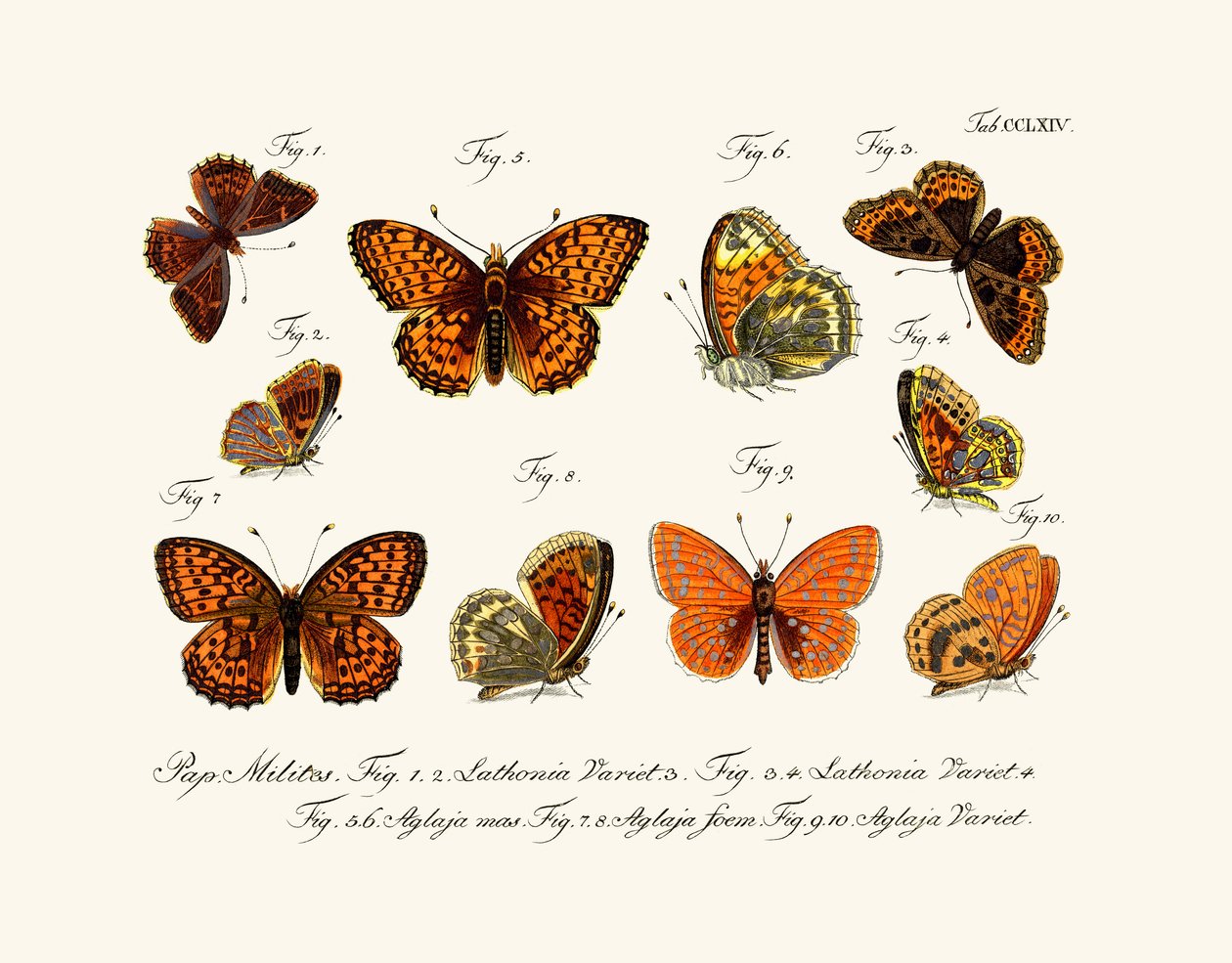 Papillons - German School