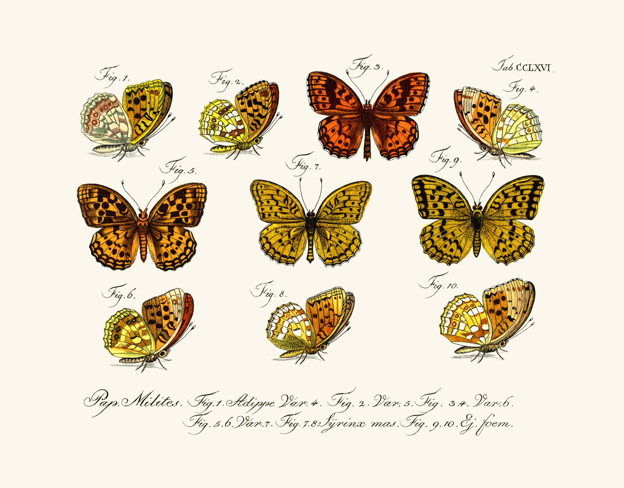 Papillons - German School