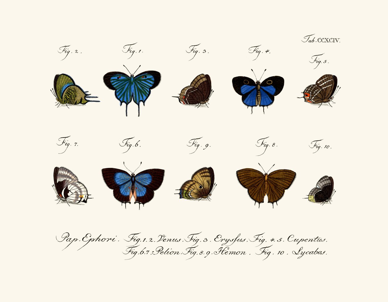 Papillons - German School