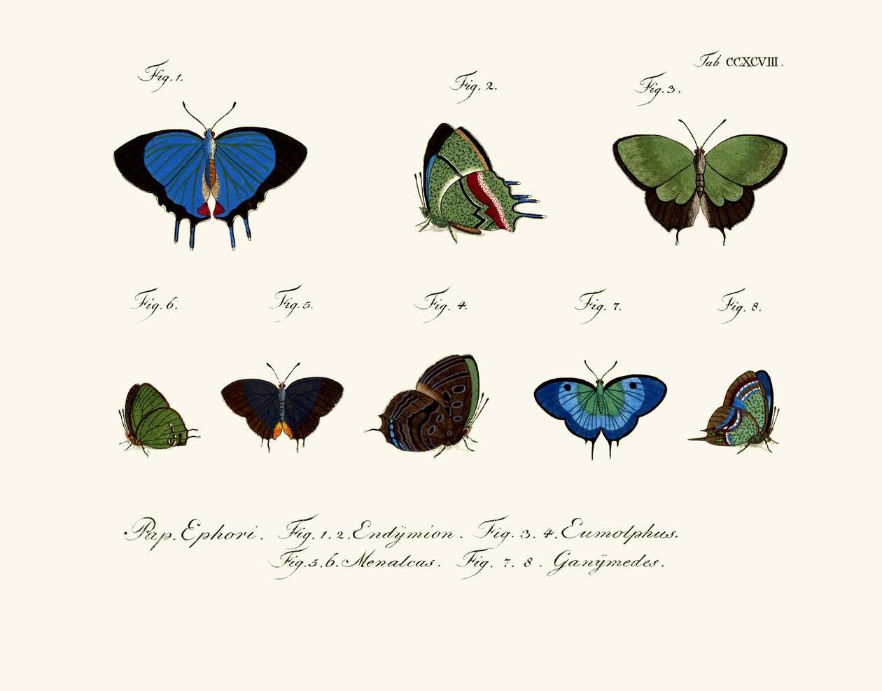 Papillons - German School