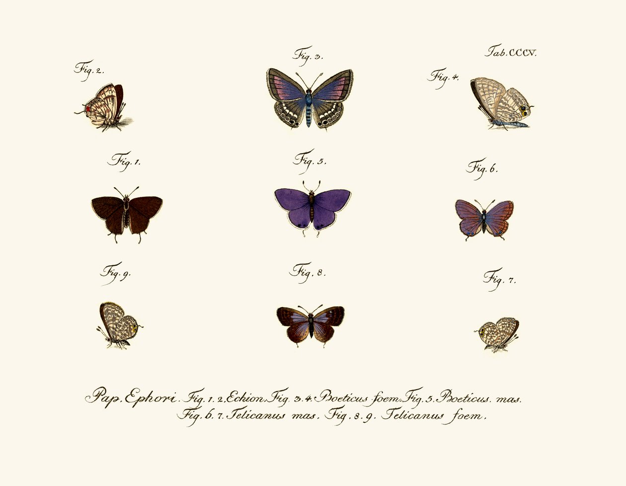 Papillons - German School