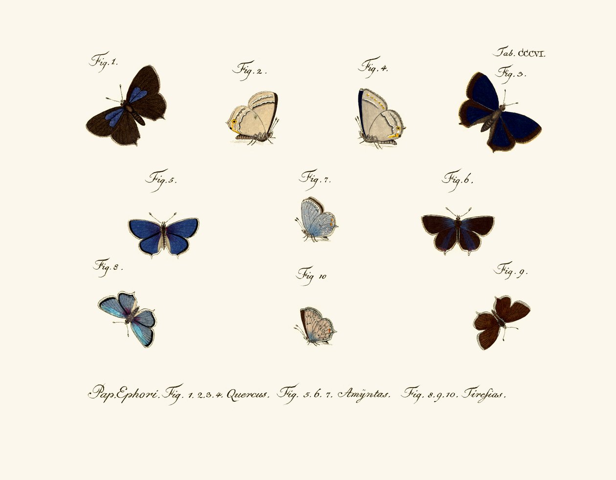 Papillons - German School