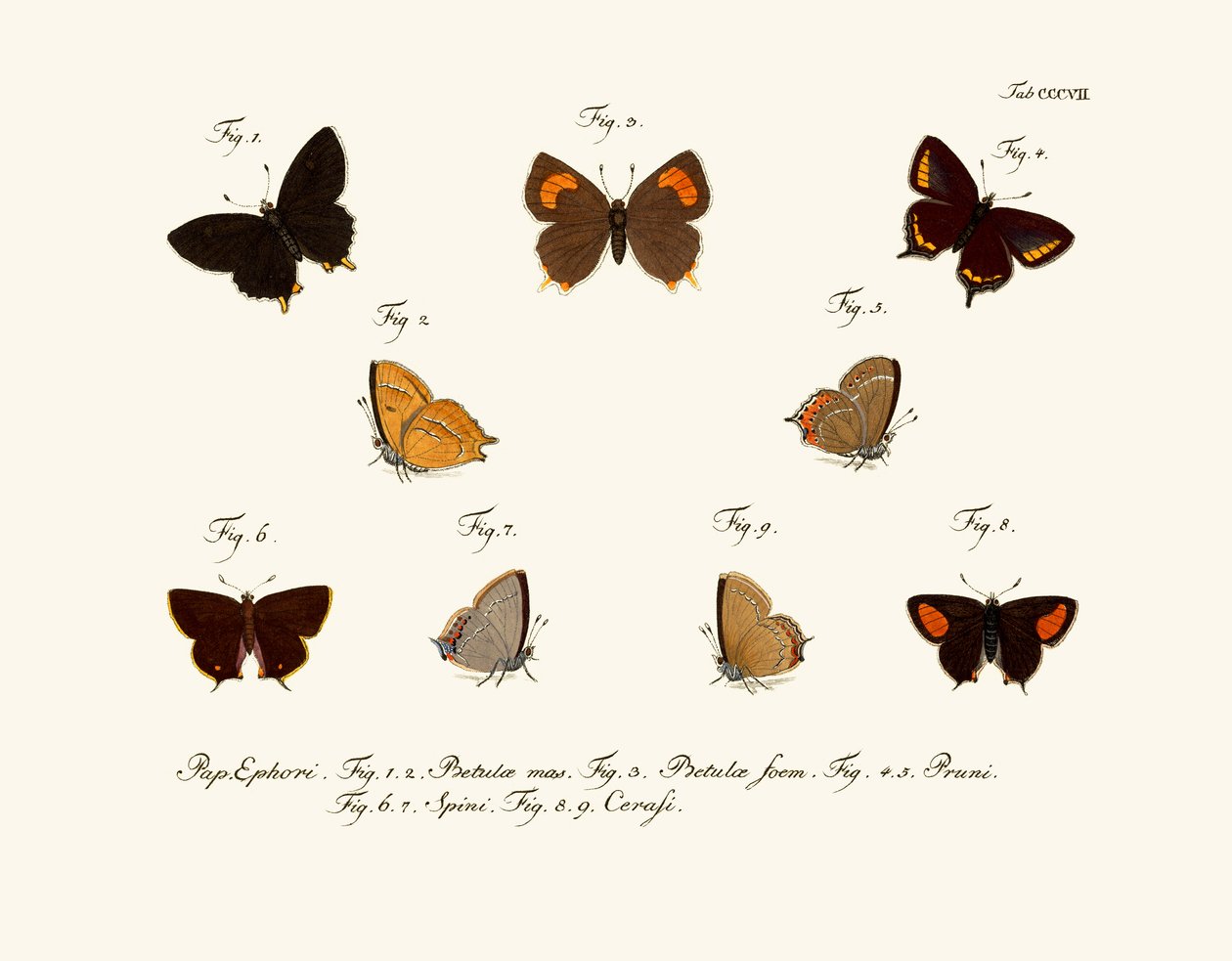 Papillons - German School