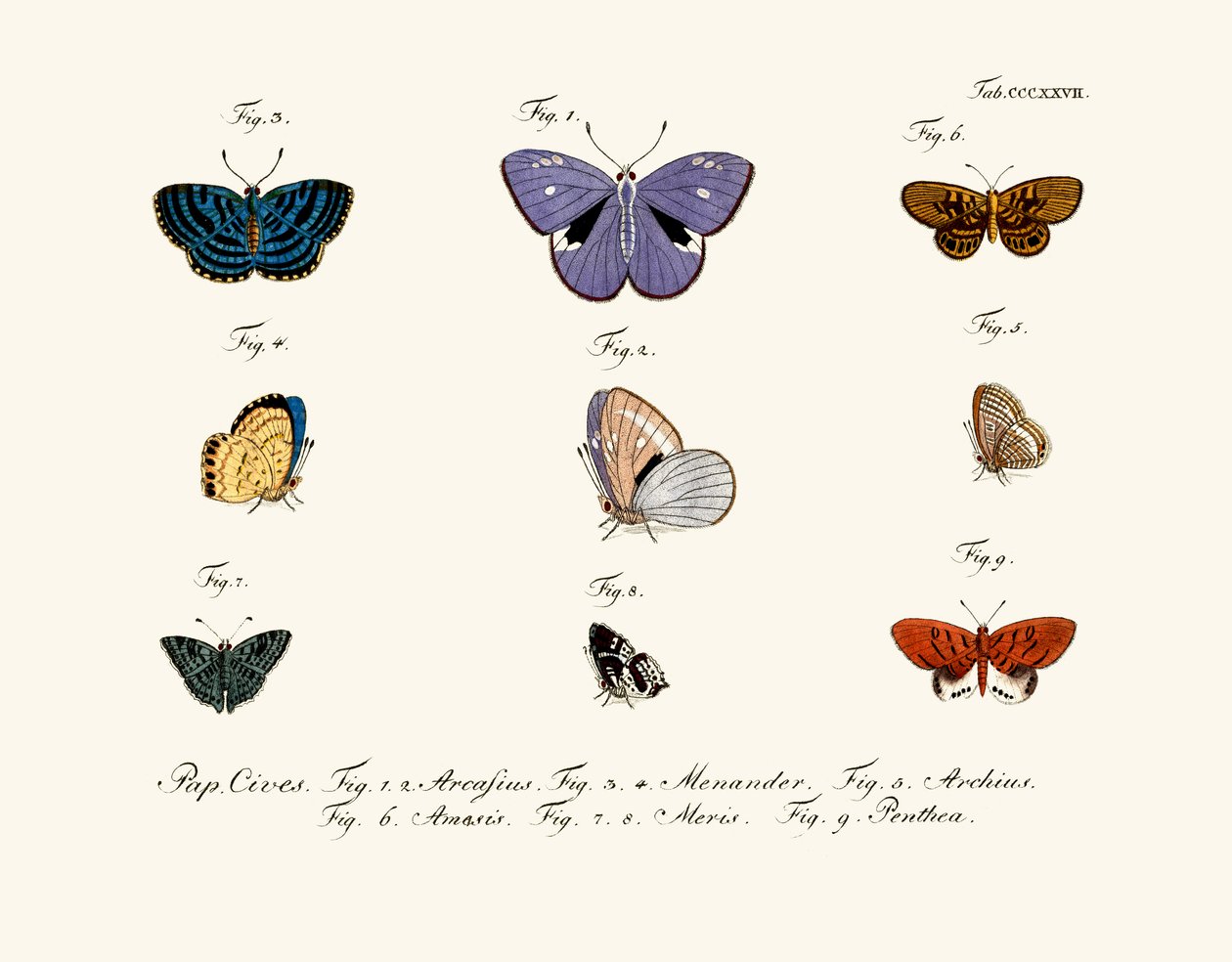 Papillons - German School