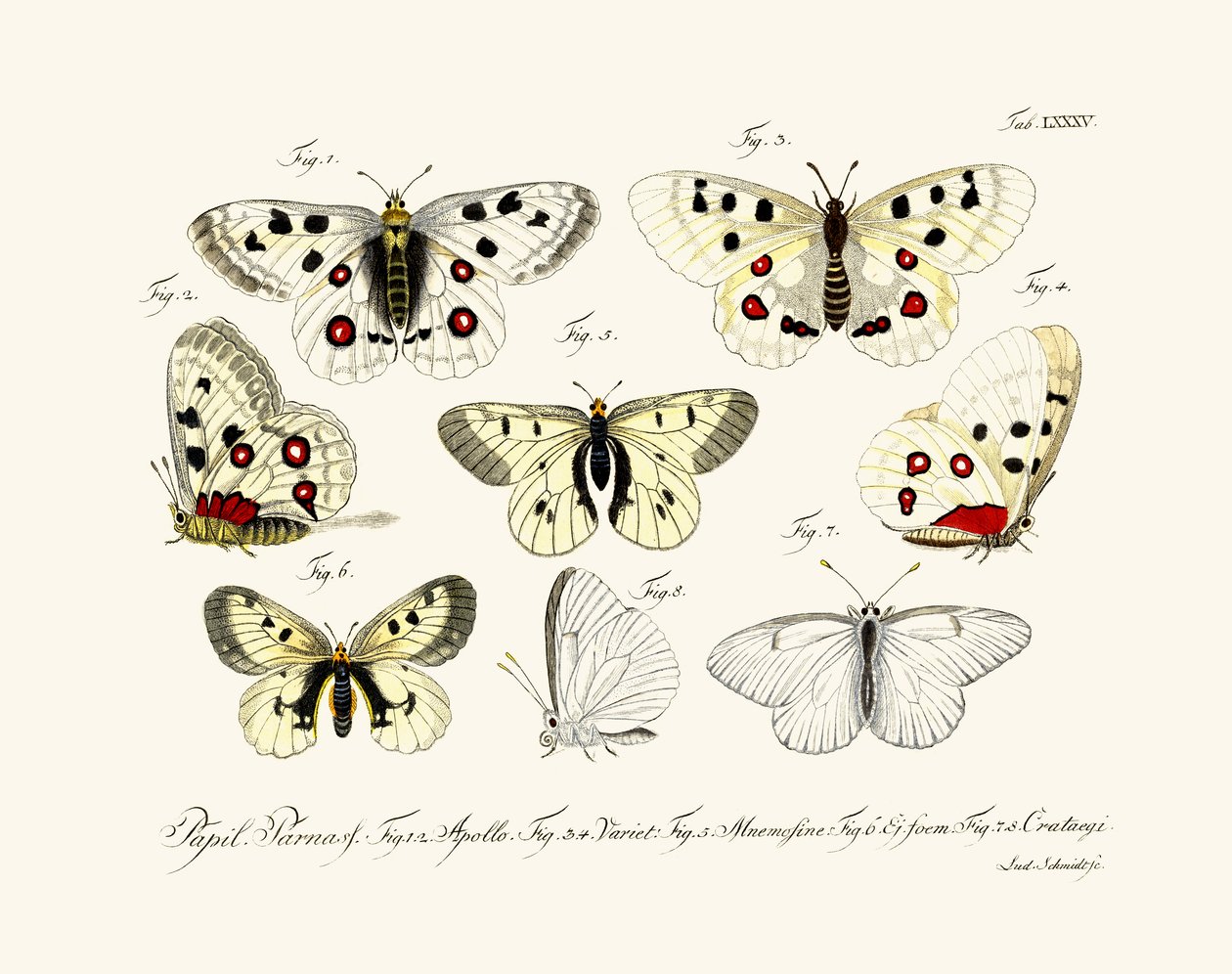 Papillons - German School