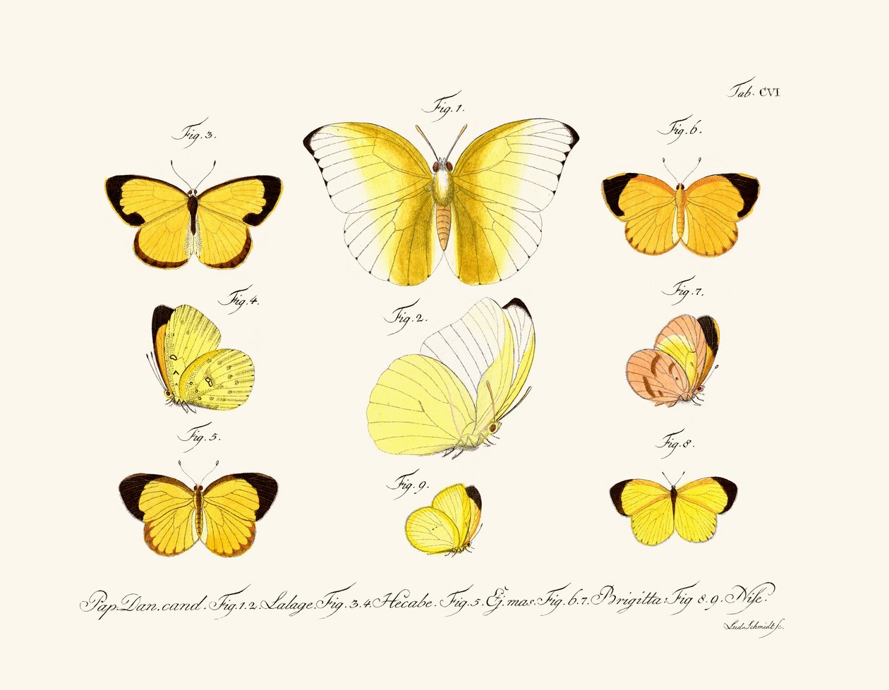 Papillons - German School