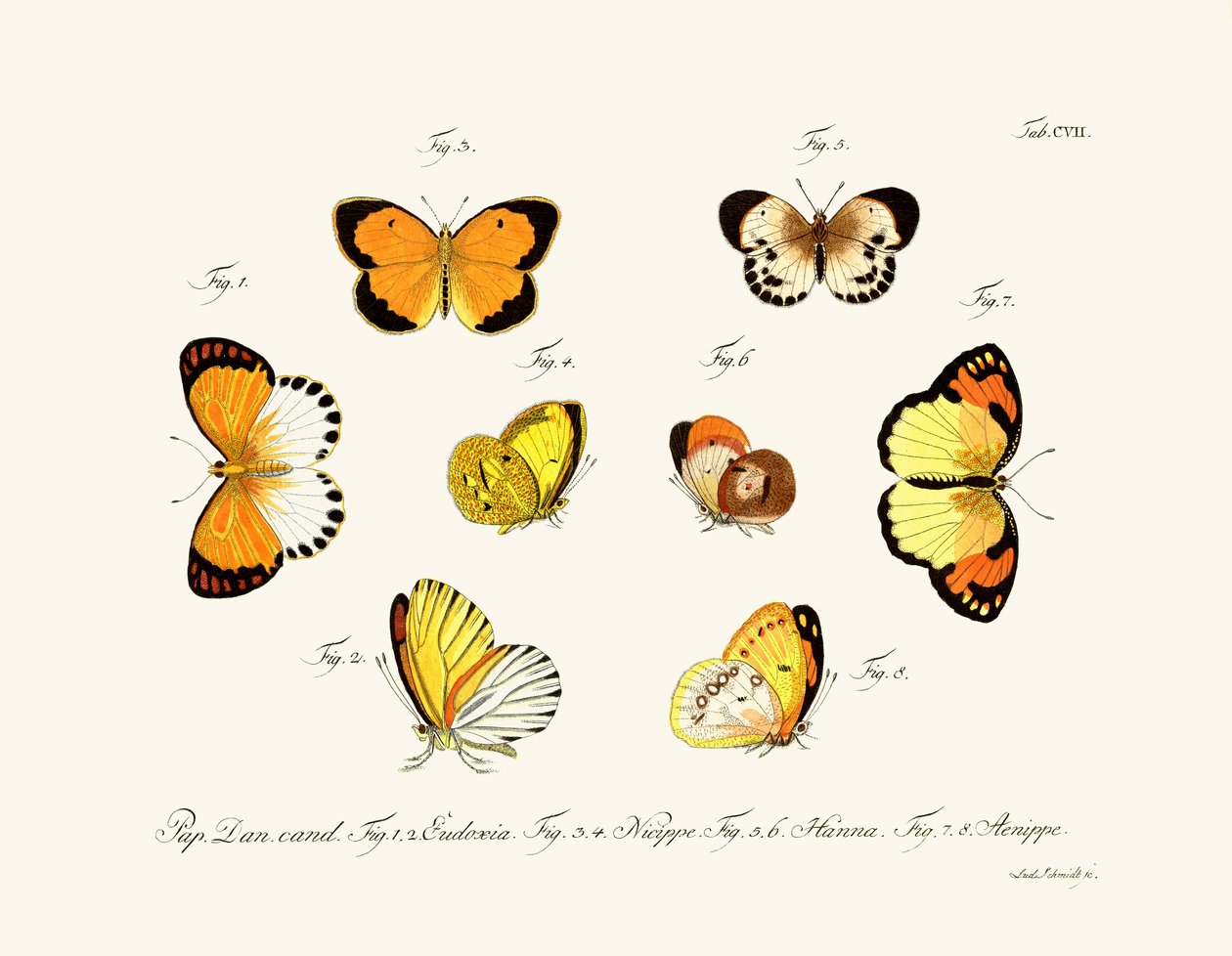 Papillons - German School
