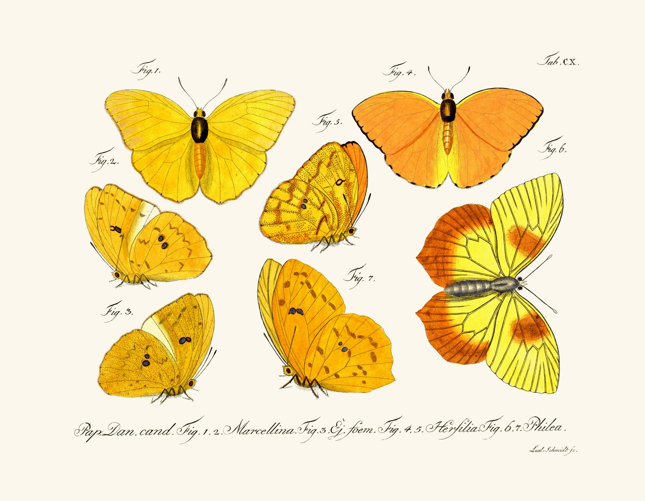 Papillons - German School